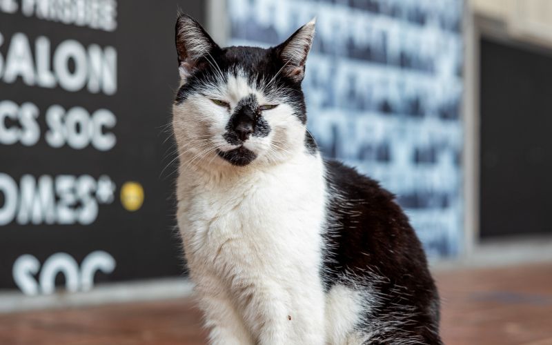 pebbles the campus cat sitting