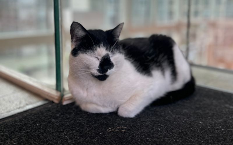 pebbles the campus cat laying down