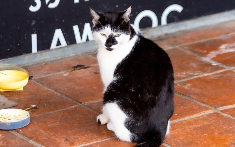 pebbles the campus cat sitting