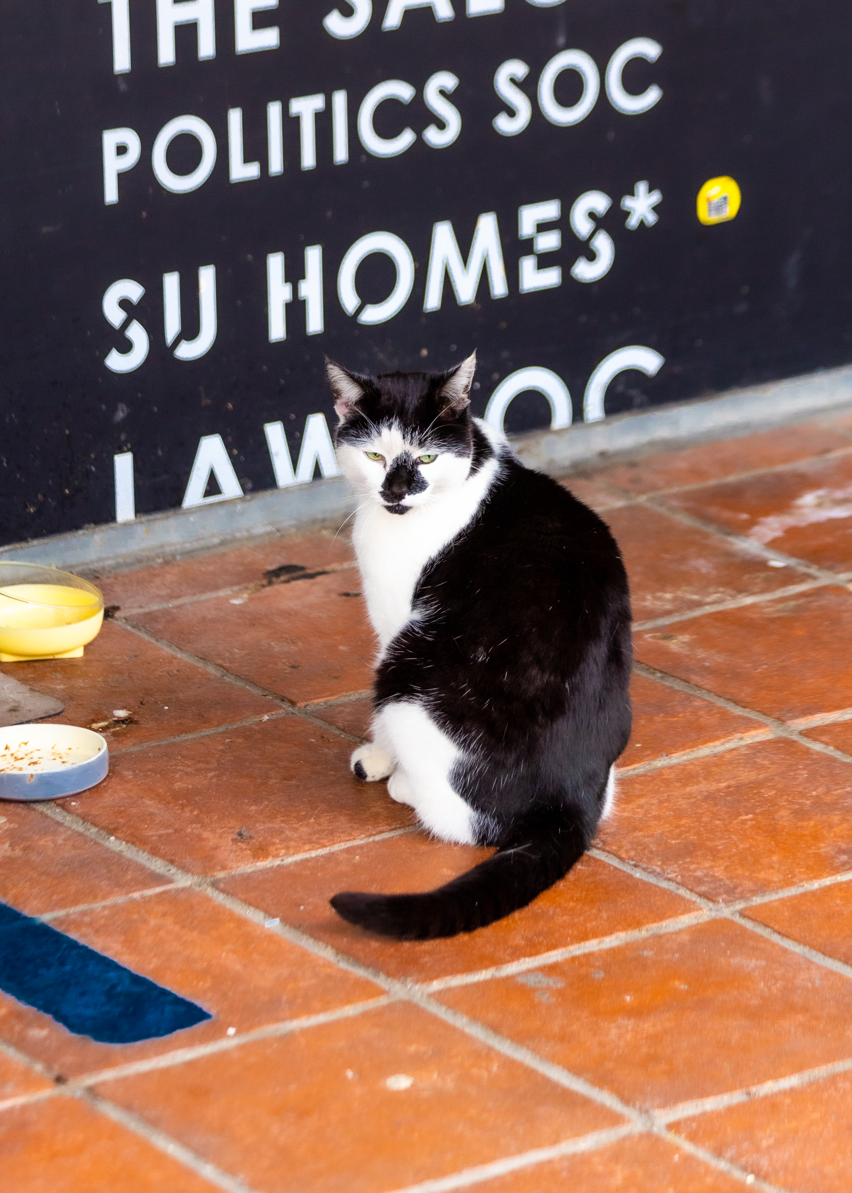 pebbles the campus cat sitting