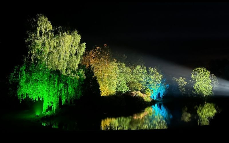 Trees Illuminated 